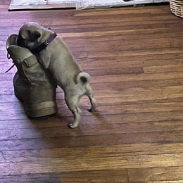 Pug Puppies from Crazy Pugs Haven