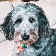 Aussiedoodles and Miniature Australian Shepherds from M&M Aussies and Doodles