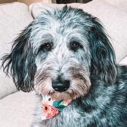 Aussiedoodles and Miniature Australian Shepherds from M&M Aussies and Doodles