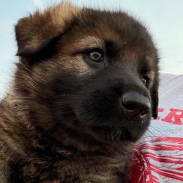 STAR - yellow collar - Sable female German Shepherd puppy in Coats, North Carolina from T'S SHEPHERDS
