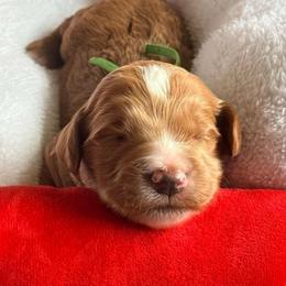 Cosmo - green collar - Apricot male Goldendoodle puppy in Puyallup, Washington from Dawnie’s Doodles
