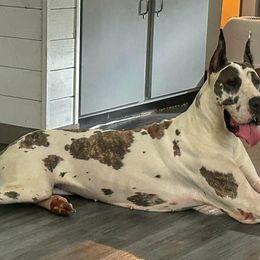 Great Danes from Days danes