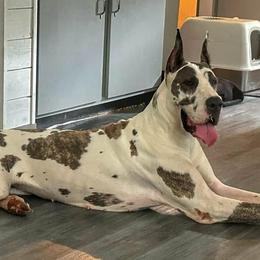 Great Danes from Days danes