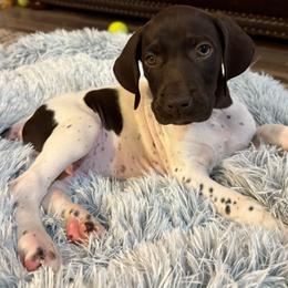 Boy 2 - Liver roan male German Shorthaired Pointer puppy in Troy, North Carolina from Uwharrie GSP