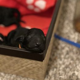 Goldendoodle Puppies from Little Doodle Love