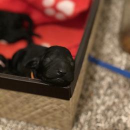 Goldendoodle Puppies from Little Doodle Love