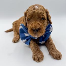 Blue collar boy - Red  male Goldendoodle puppy in Newcastle, Oklahoma from Ritzy Creek Doodles