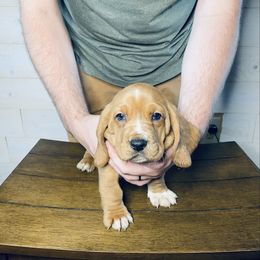 Count - Mahogany and white male Basset Hound puppy in Tollesboro, Kentucky from Low and Slow Bassets