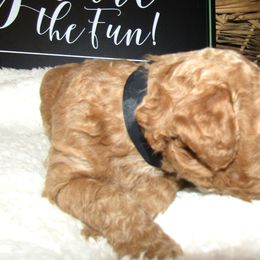 Goldendoodle and Poodle Puppies from David & Patricia Elliott