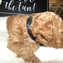 Goldendoodle and Poodle Puppies from David & Patricia Elliott
