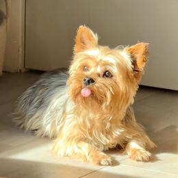 Blanch - Yorkshire Terrier