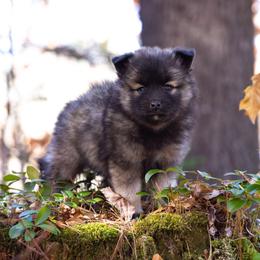 Pomsky Puppies from New World Pomskies
