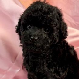Purple Collar Girl - Black female Poodle puppy in Kingston, Oklahoma from Tribal Poodles