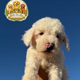 Boy 3 - Apricot male Goldendoodle puppy in Sanger, California from Delta Doodless