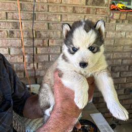 Girl 6 - Gray and white female Siberian Husky puppy in Semmes, Alabama from K & R Huskies