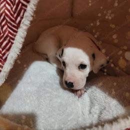 Dalmatian Puppies from Spotty Bottom Dalmatians