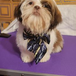 Bashful - Liver and white male Shih Tzu puppy in Parma, Ohio from D's DeVine Shih-Tzu