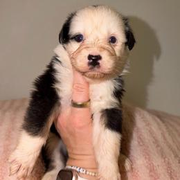 Moscato - Black tri-color female Australian Shepherd puppy in Anniston, Alabama from All Hale Aussies