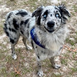 Chip - Australian Shepherd