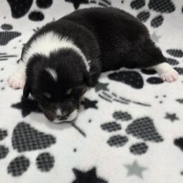 AMANDA - Black and tan female Pembroke Welsh Corgi puppy in Walker, Iowa from Double K Corgis