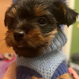 Shorkies and Yorkshire Terriers from Katie’s Yorkies and Shorkies of VA