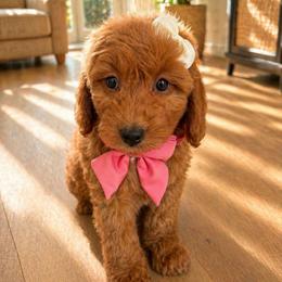 Brooke - Red  female Goldendoodle puppy in Ormond Beach, Florida from Florida Coast Doodles