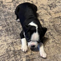 Baby boy - Black and white male Boston Terrier puppy in Mc Donough, Georgia from Ballard Boston Terriers