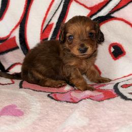 Bambam - Sable male Dachshund puppy in Midland, Texas from The Barefield Doxies