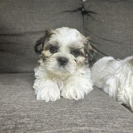 Shih Tzu Puppies from Jenny's Shih Tzus