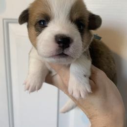 Icicle - Red male Pembroke Welsh Corgi puppy in Cumming, Georgia from Carter’s Corgis LLC