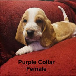 Purple collar female - Lemon and white Basset Hound puppy in Colbert, Georgia from D & D Kennels