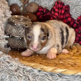 (George) Harrison - Blue merle male Miniature Australian Shepherd puppy in California from Eagle River Aussies