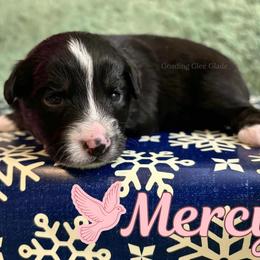 Mercy - Black tri female Miniature Australian Shepherd puppy in Millington, Tennessee from Goading Glee Glade