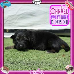 CARVEL promises to have it all - Black and red female German Shepherd puppy in Murrieta, California from Diamond Oaks German Shepherds