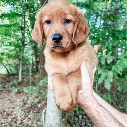 Valley - pink - Dark golden female Golden Retriever puppy in Greeneville, Tennessee from Cultivate Farm