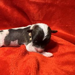 Boy 2 - Slate male Chinese Crested puppy in Auburn, Kansas from TopBrass Kennels