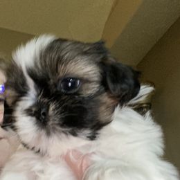 Shih Tzu Puppies from GiGi’s Little Tzu