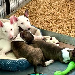 Bull Terrier and Miniature Bull Terrier Puppies from Virtue Bull Terriers & Miniature Bull Terriers