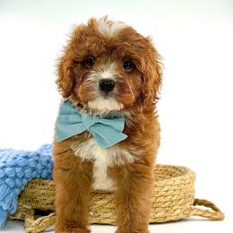 Marley - Red male Cavapoo puppy in Melissa, Texas from Southern Love Cavapoos & Maltipoos