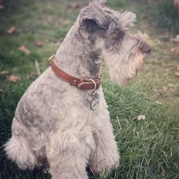 Winston - Miniature Schnauzer