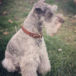 Winston - Miniature Schnauzer