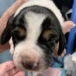 Basset Hound Puppies from 5th Day Farm