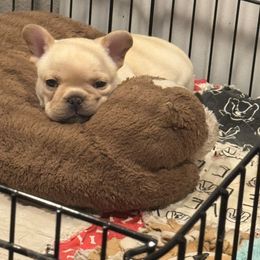 Bulldog and French Bulldog Puppies from Empire Bulldogs & French Bulldogs