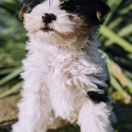 Biewer Terriers and Yorkshire Terriers from Vonda's Yorkieville