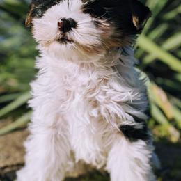 Biewer Terriers and Yorkshire Terriers from Vonda's Yorkieville