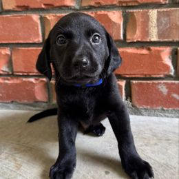 Blue boy - Black male Labrador Retriever puppy in Plymouth, North Carolina from Duck Creek Kennels
