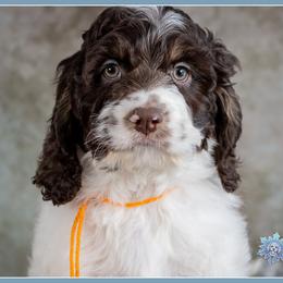 Pumba - Brown and white male Cockapoo puppy in Connersville, Indiana from Deaz Doodle Ranch
