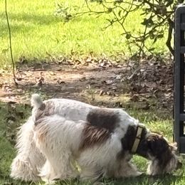 Pretzel - Miniature Schnauzer