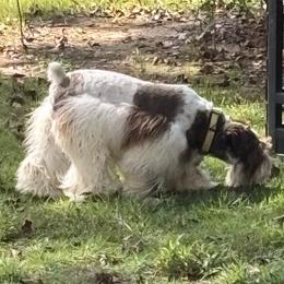 Pretzel - Miniature Schnauzer