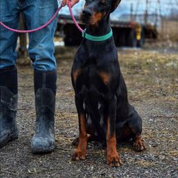 Henna - Black and rust female Doberman Pinscher puppy in China Township, Michigan from Snell's Superior Kennel Dobermann & GSP